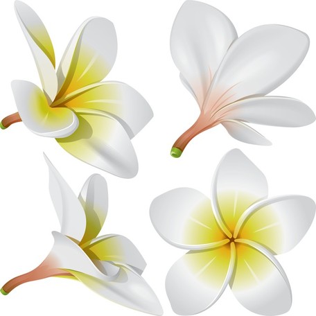 Frangipani Clip Art, Vector Frangipani.