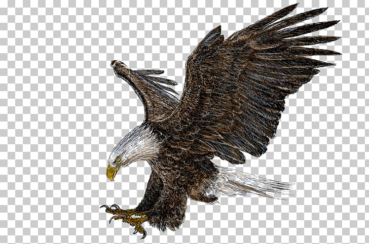 Bald Eagle Drawing Illustration, Eagle wings, bald eagle.