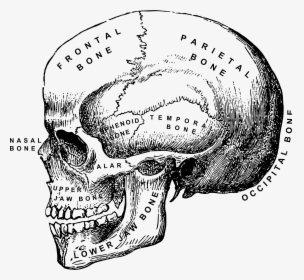 Clip Art Human Skull Clipart.