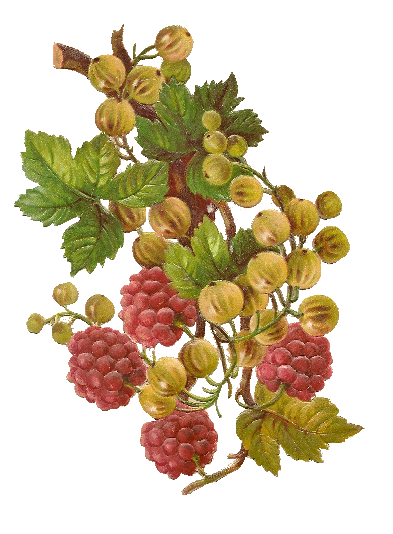 Free vintage berries clipart from Mammasaurus in 2019.