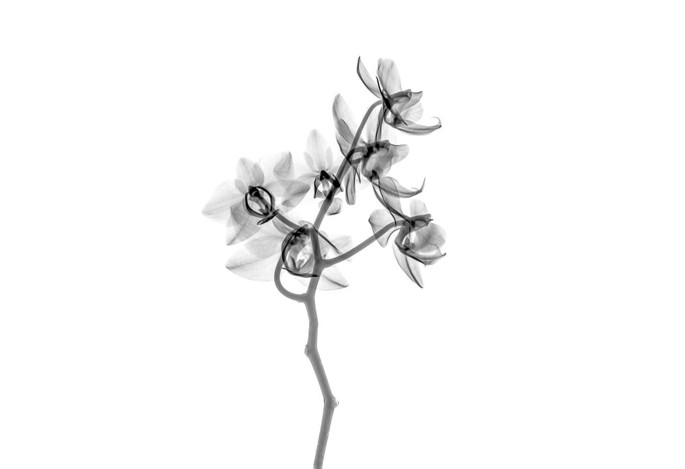 500+ Black And White Flowers Pictures [HD].