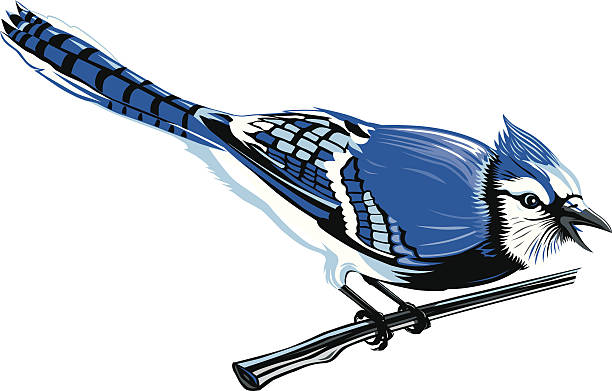 206 Blue Jay free clipart.