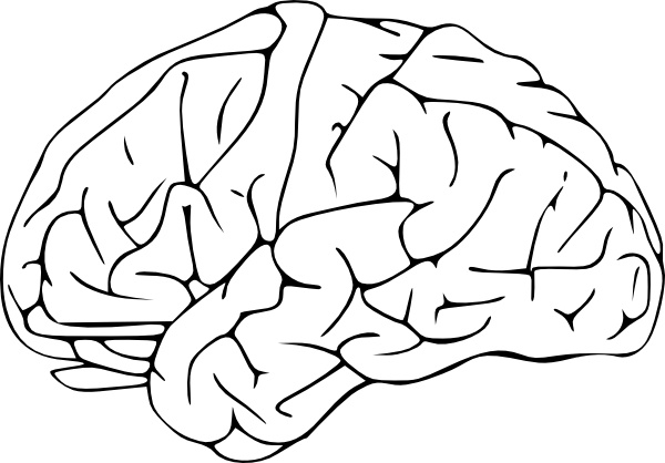 Brain clip art Free vector in Open office drawing svg ( .svg.