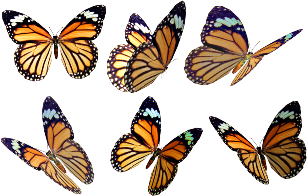 free butterfly overlay clipart 10 free Cliparts | Download ...