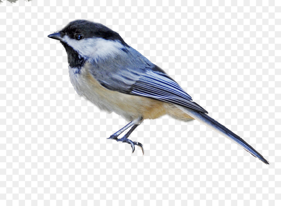 Bird Clipart png download.