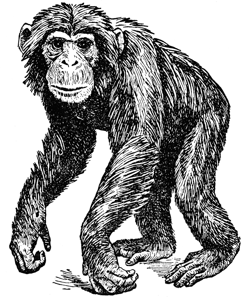 Free Chimpanzee Cliparts, Download Free Clip Art, Free Clip.