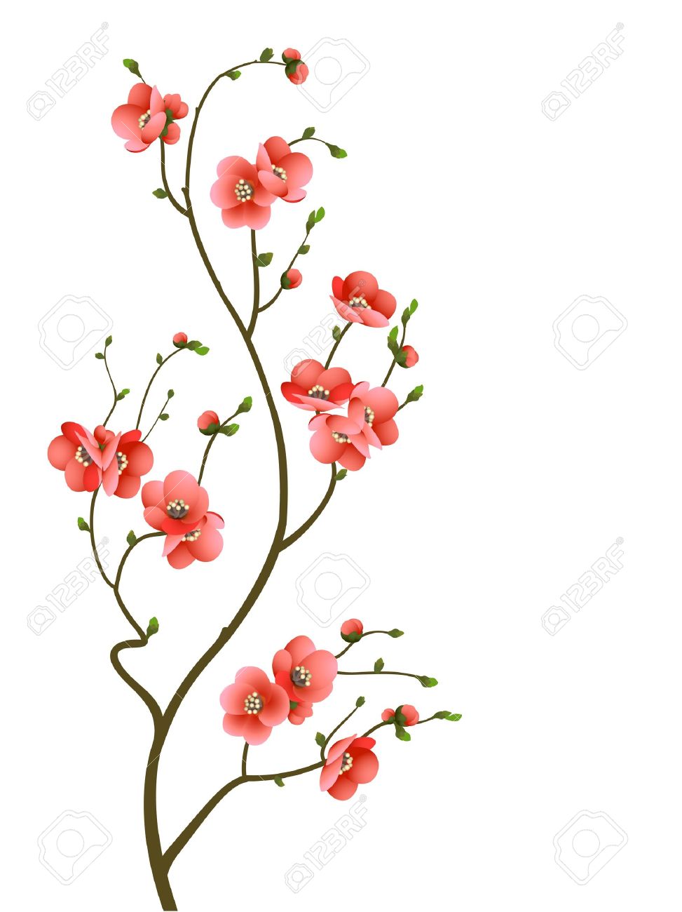 abstract background with cherry blossom branch isolated.