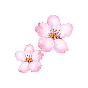 Cherry Blossom, Sakura clipart / Free clip art.