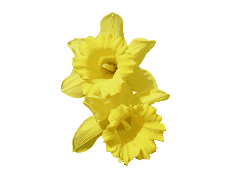 Free Clipart: Daffodils.