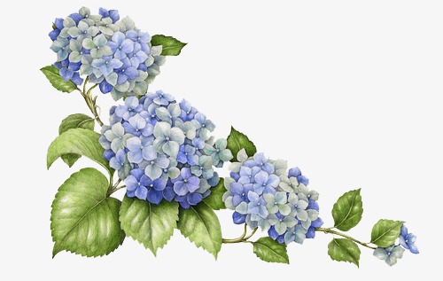 Hand Painted Hydrangea, Green, Hand Painted Flowers PNG Transparent.