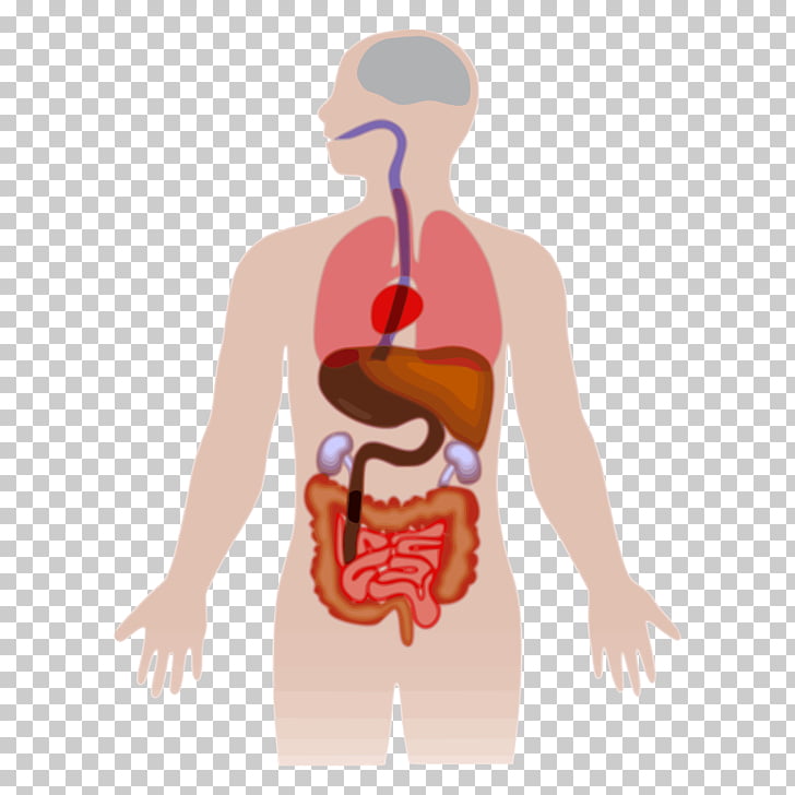 Human body Anatomy Organ , others PNG clipart.