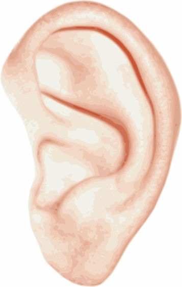 Human Ear clip art Free vector in Open office drawing svg.