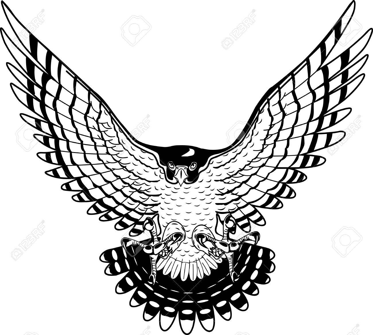 Peregrine Falcon illustration..
