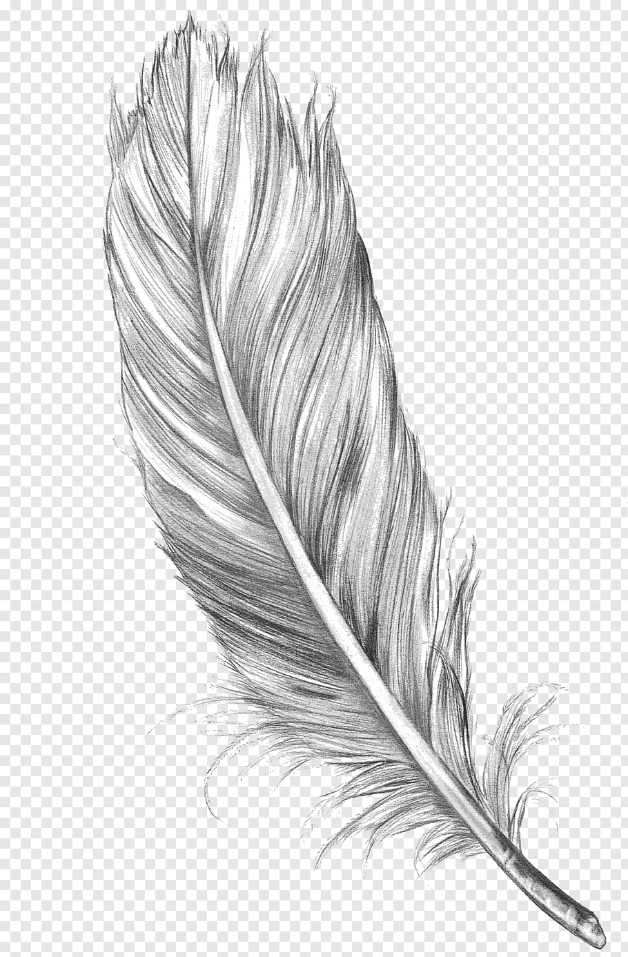 Gray feather sketch with black background, Drawing Feather.