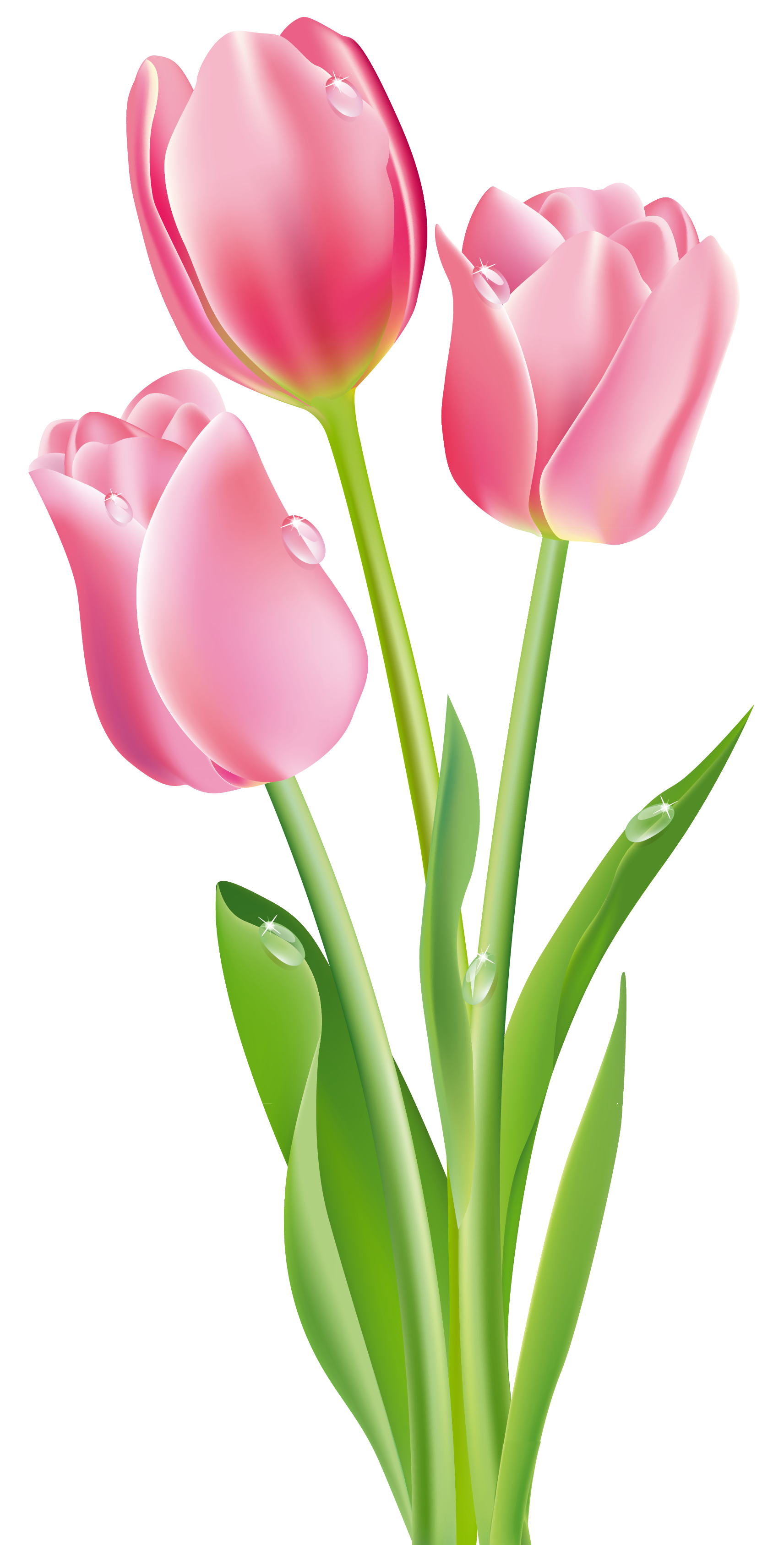 tulips free clipart 10 free Cliparts | Download images on Clipground 2024