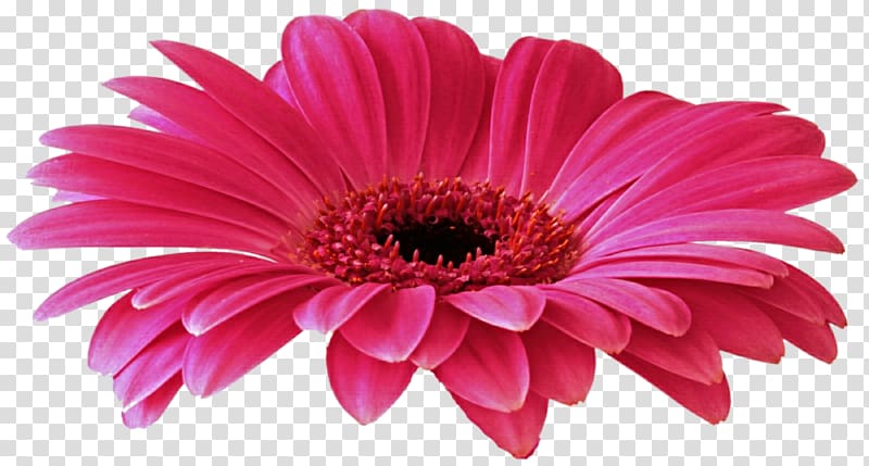 Transvaal daisy , Gerbera Free transparent background PNG.