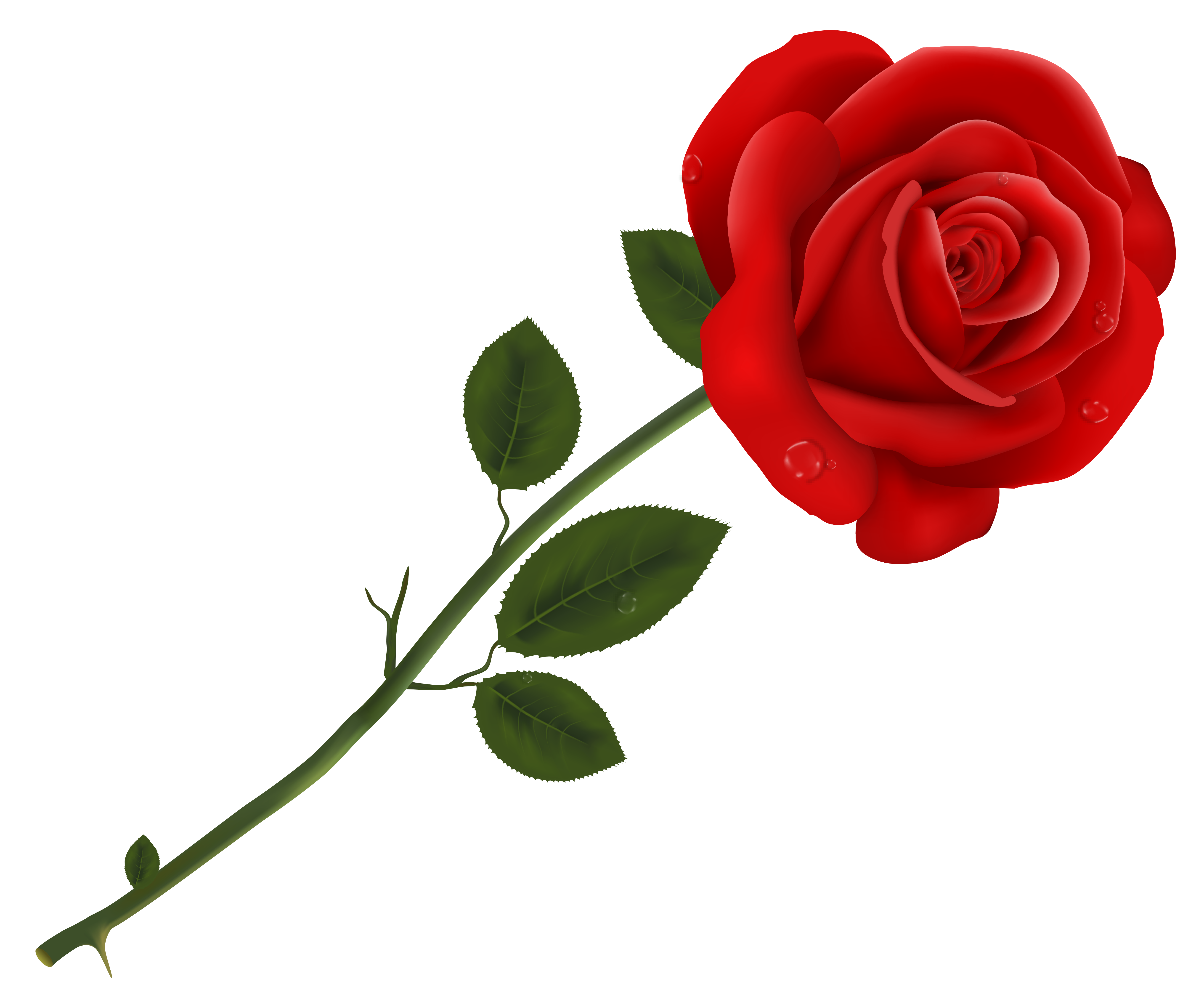 Red Rose Transparent PNG Clipart.