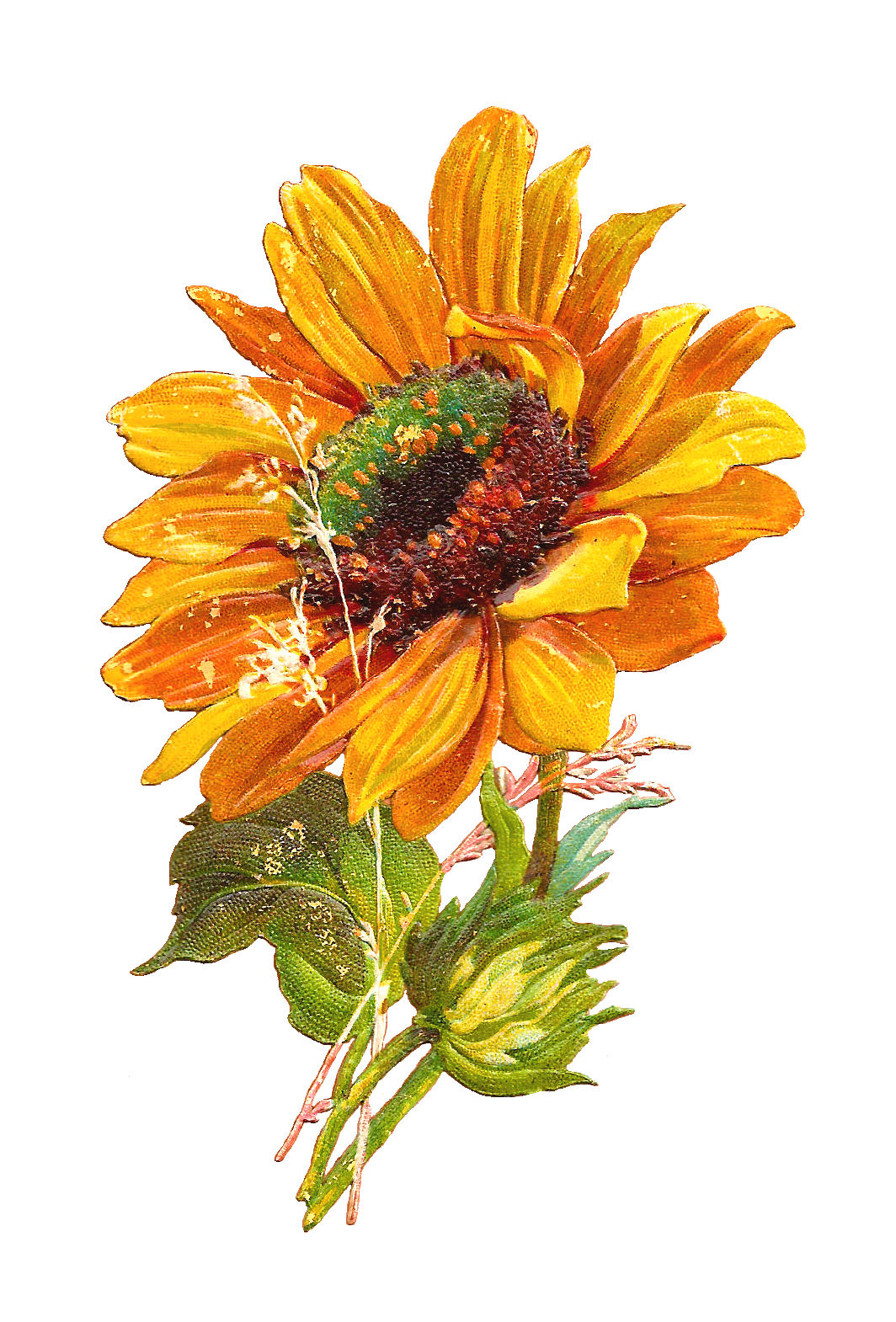 Free Clipart Flowers Sunflowers.