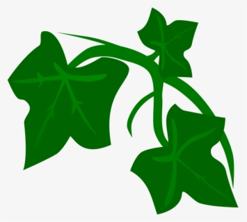 Free Ivy Clip Art with No Background.