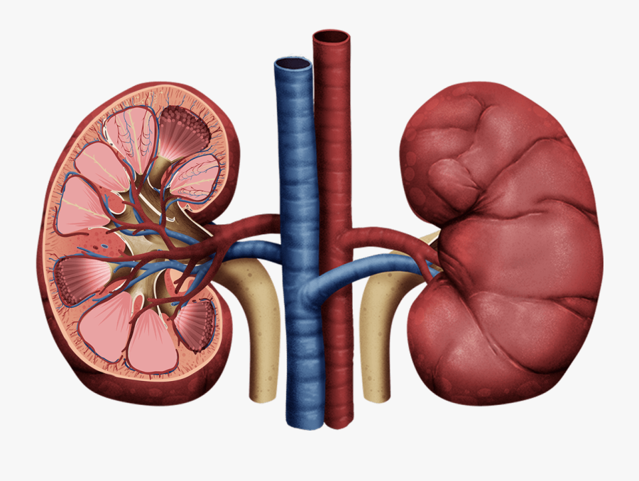 human kidney  clipart 10 free Cliparts Download images on 