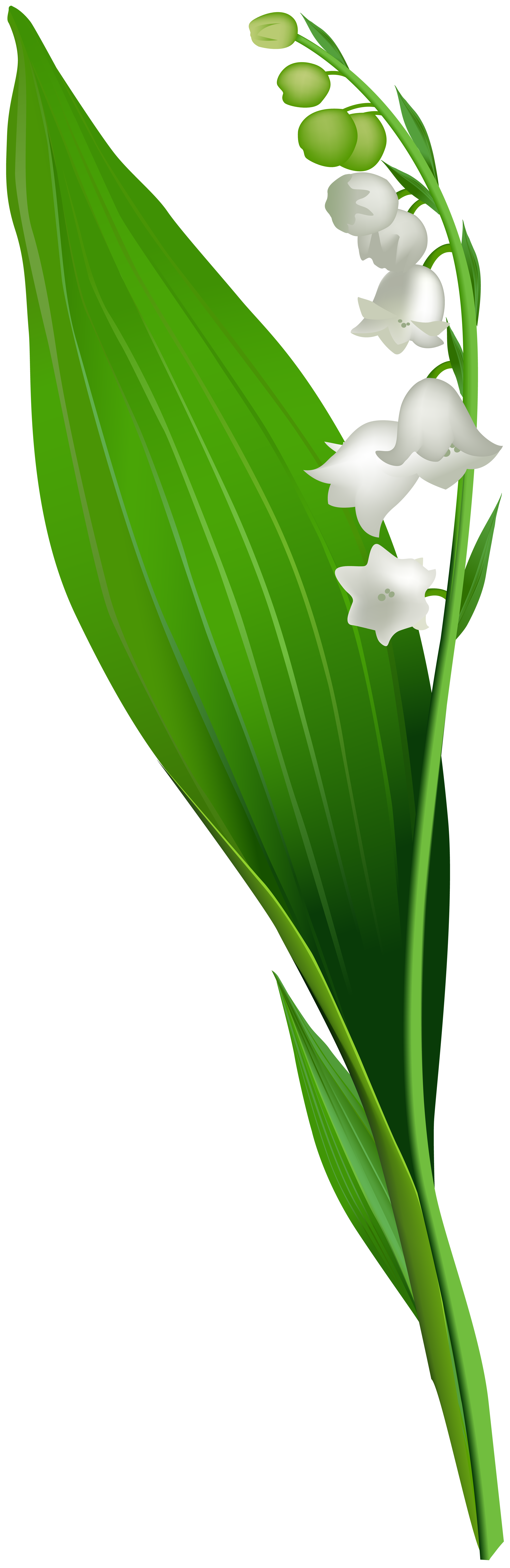 Lily of the Valley Flower PNG Clip Art.