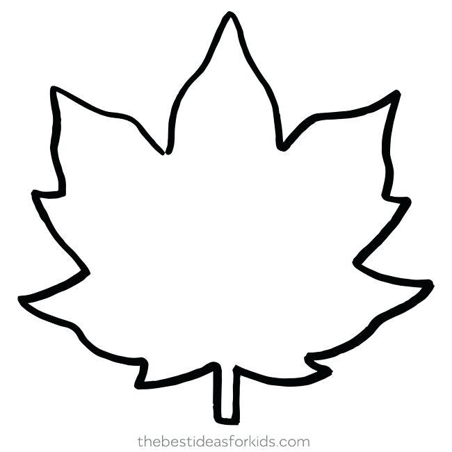 Maple Leaf Drawing Template.