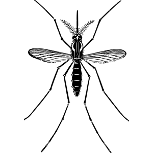 Mosquito 2 clipart, cliparts of Mosquito 2 free download.