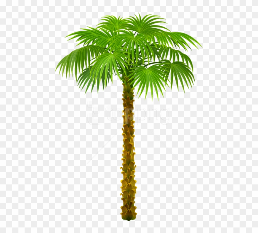 Palm Tree Clipart No Background , Best Background Images.