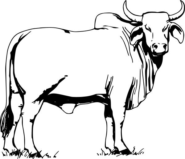Free Bull Cliparts, Download Free Clip Art, Free Clip Art on.