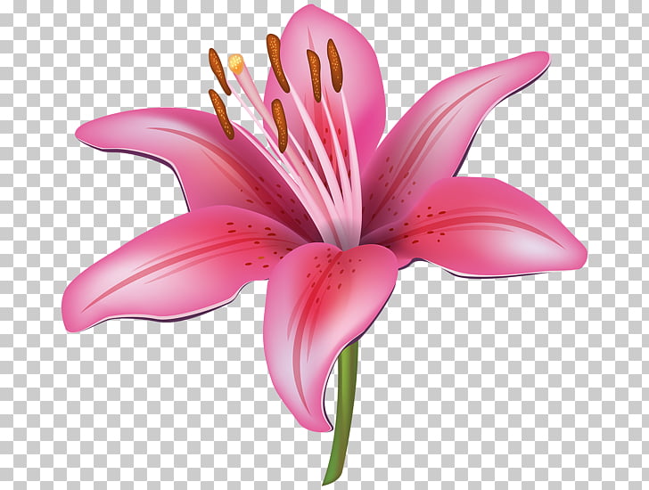 Flower Easter lily Tiger lily , 8th march PNG clipart.