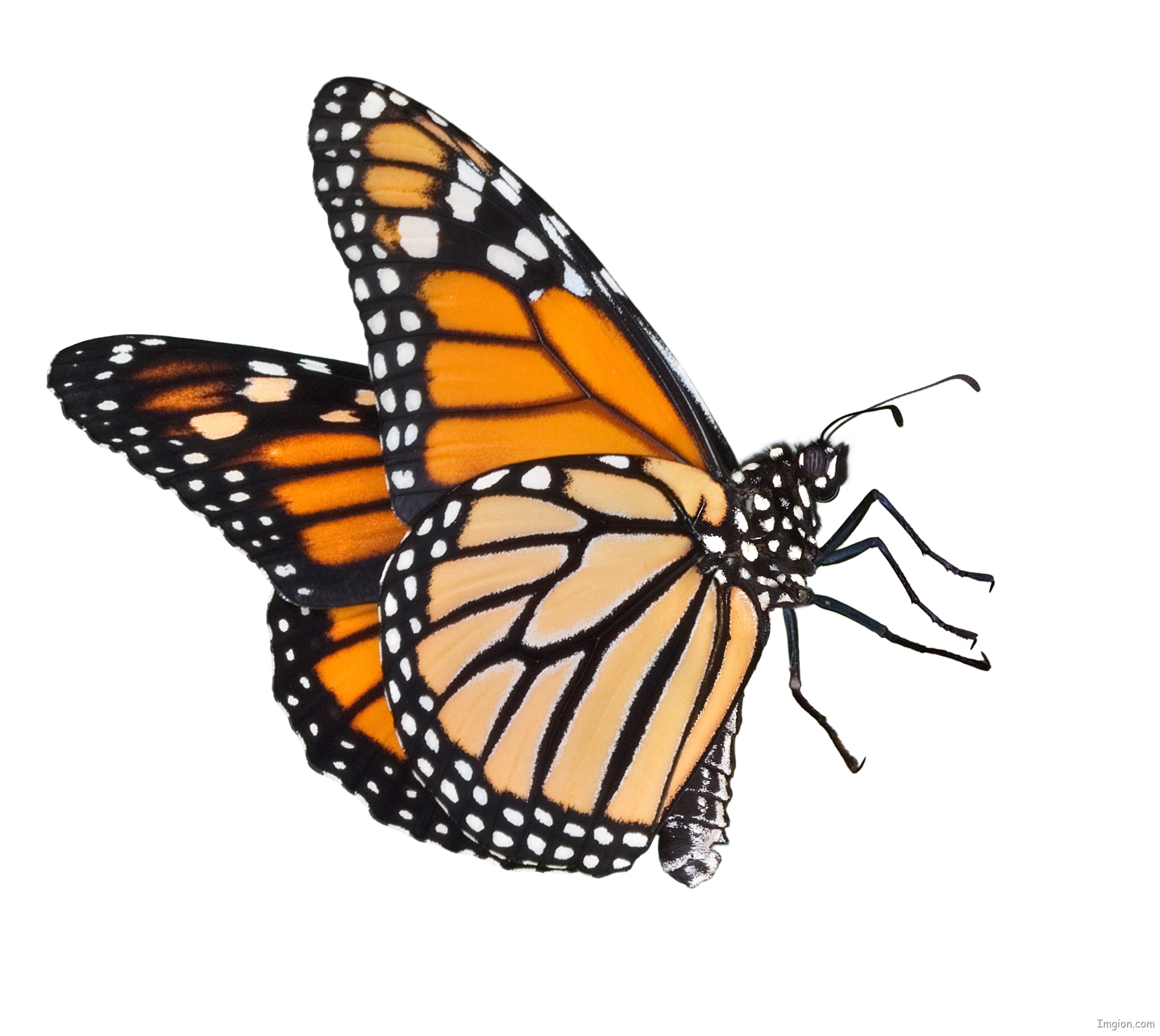 Free Monarch Butterfly Cartoon, Download Free Clip Art, Free.