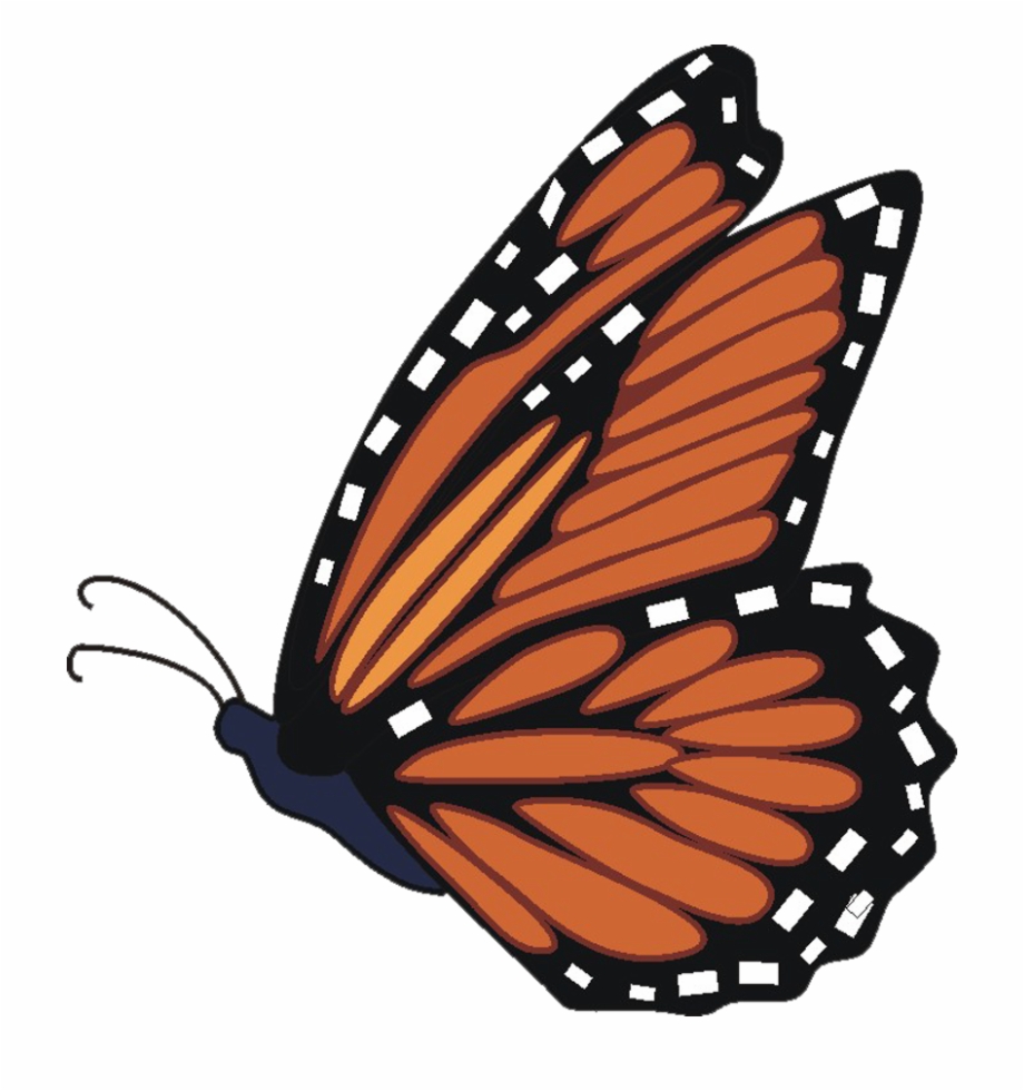 Butterfly Transparent Free Butterfly Images Download.