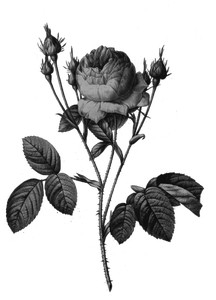 337 rose free clipart.