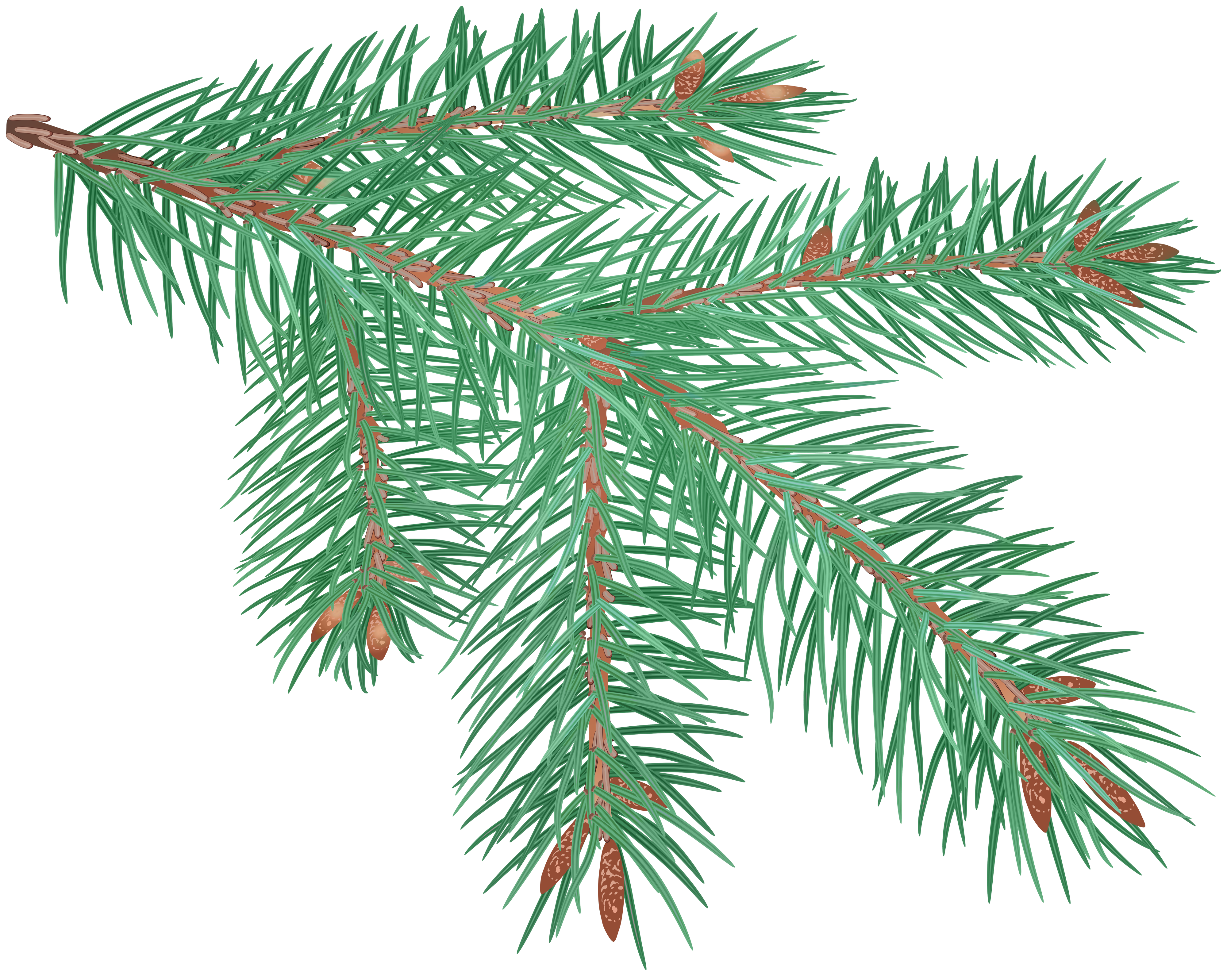 Pine Branch Clip Art Image.