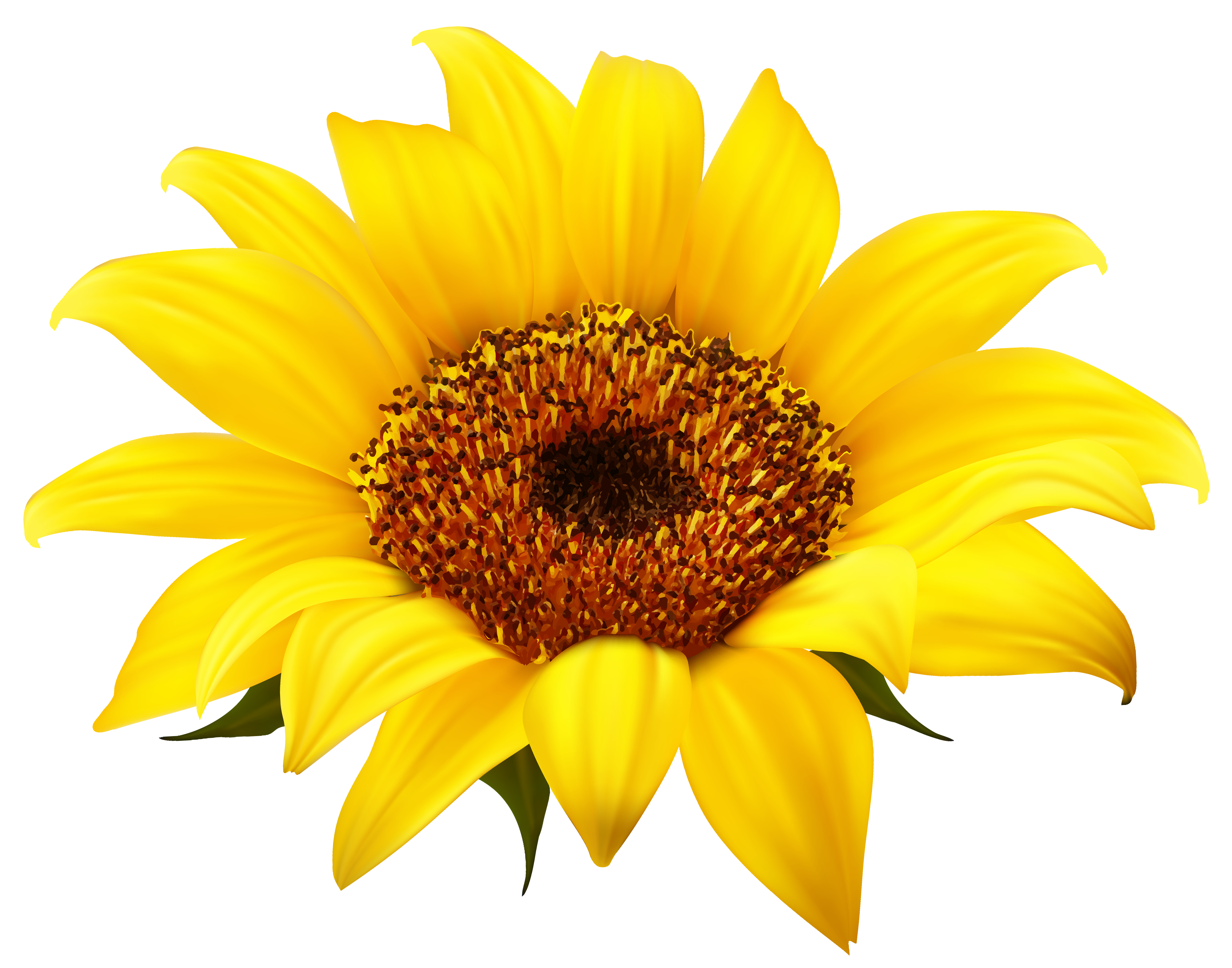 Icon Bunga Matahari Png
