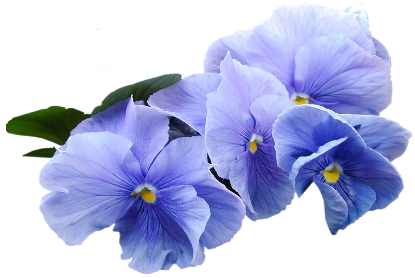 Free Violet Flower Cliparts, Download Free Clip Art, Free.