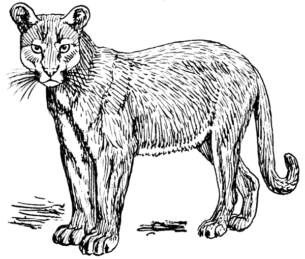 Free Cougar Clipart, 1 page of Public Domain Clip Art.