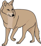 307 Coyote free clipart.