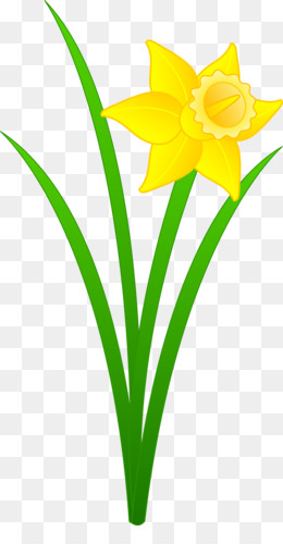 Daffodil Free content Clip art.