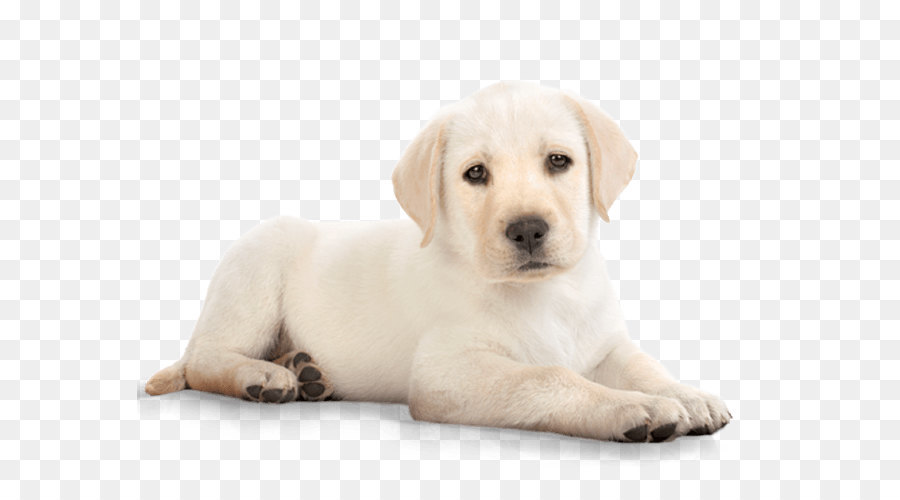 Golden Retriever Background png download.