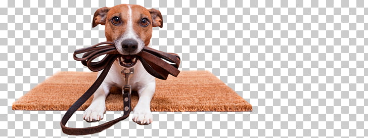 Dog training Cat Tener un perro Pet, mouth dog PNG clipart.