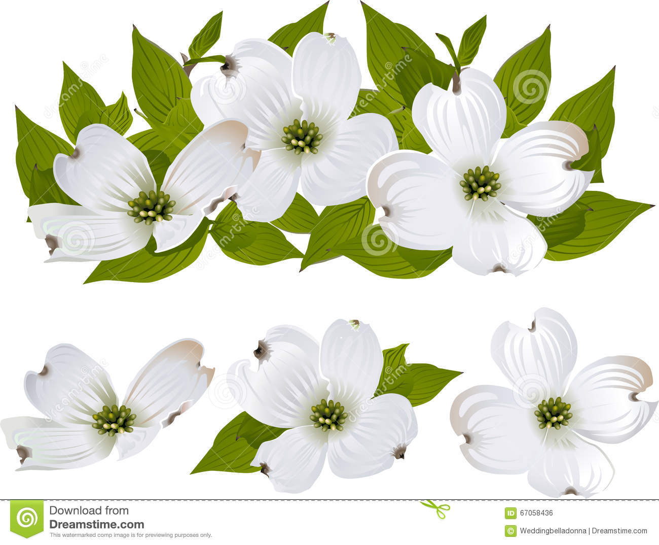 Dogwood clipart free 4 » Clipart Station.