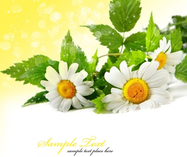 Flower images free stock photos download (10,941 Free stock photos.