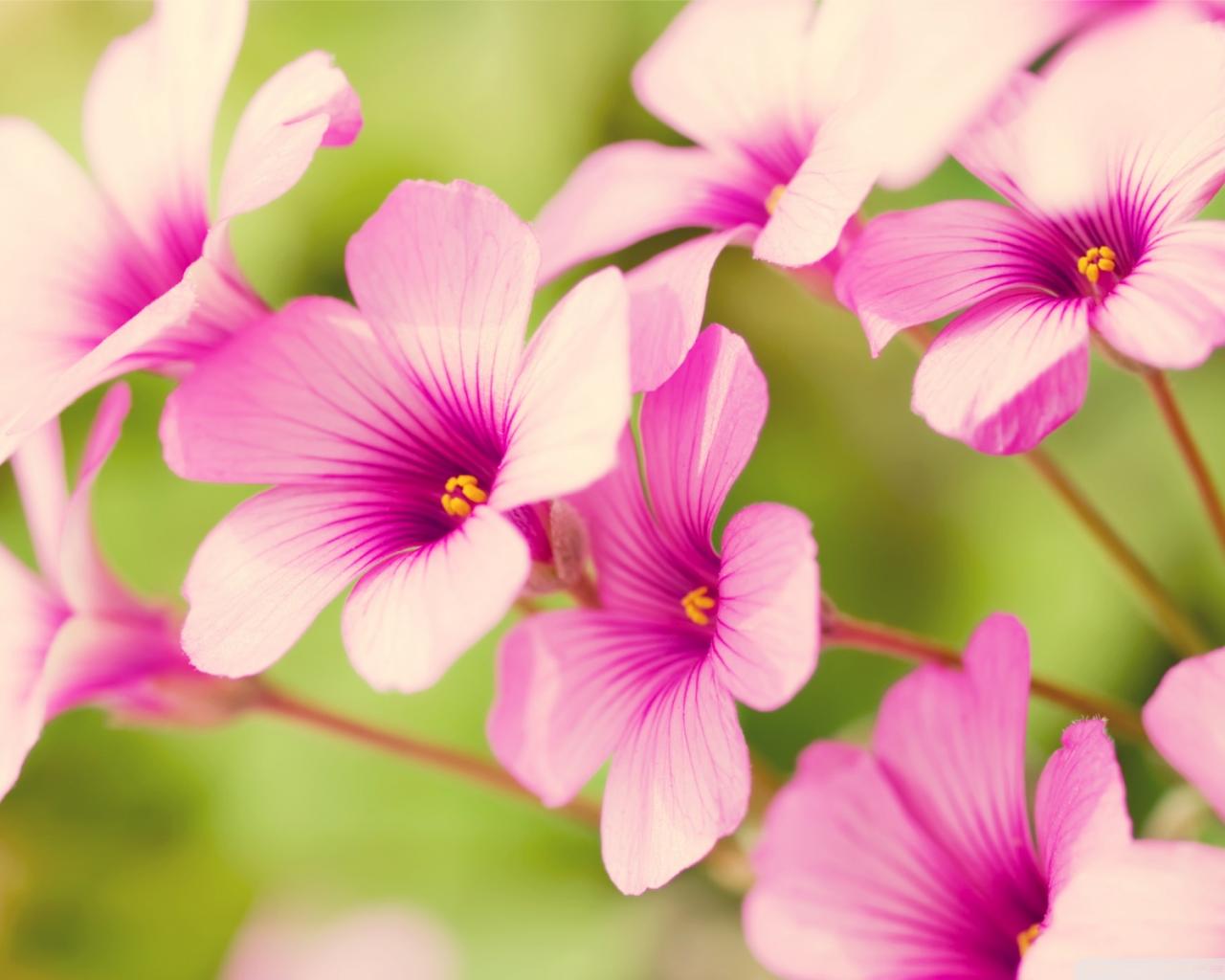 Hd Wallpapers Flowers Free Download.