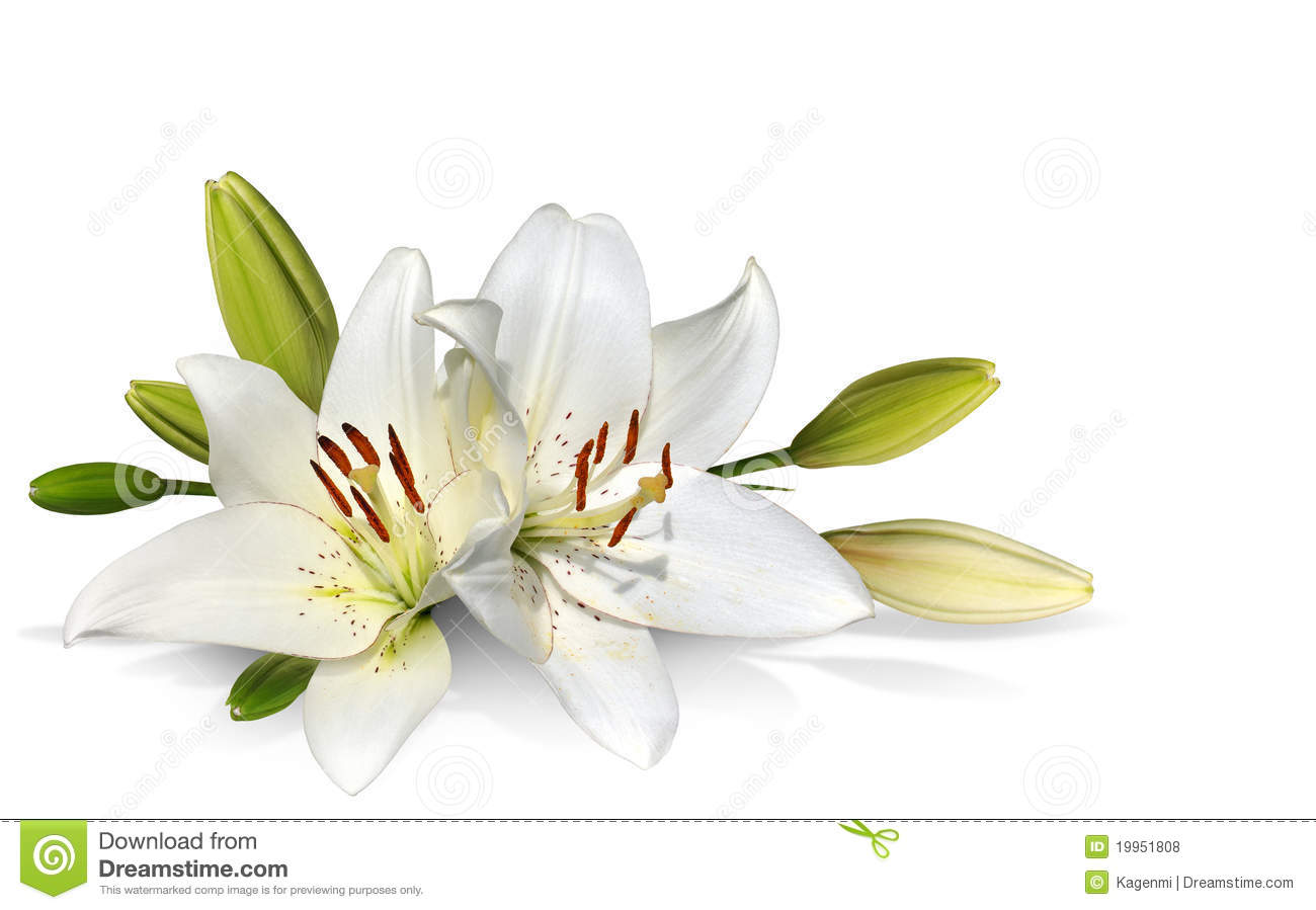 Free clipart easter lily 3 » Clipart Station.