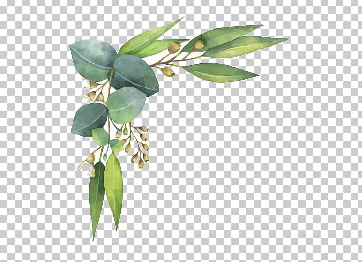 Eucalyptus Polyanthemos Watercolor Painting Illustration PNG.
