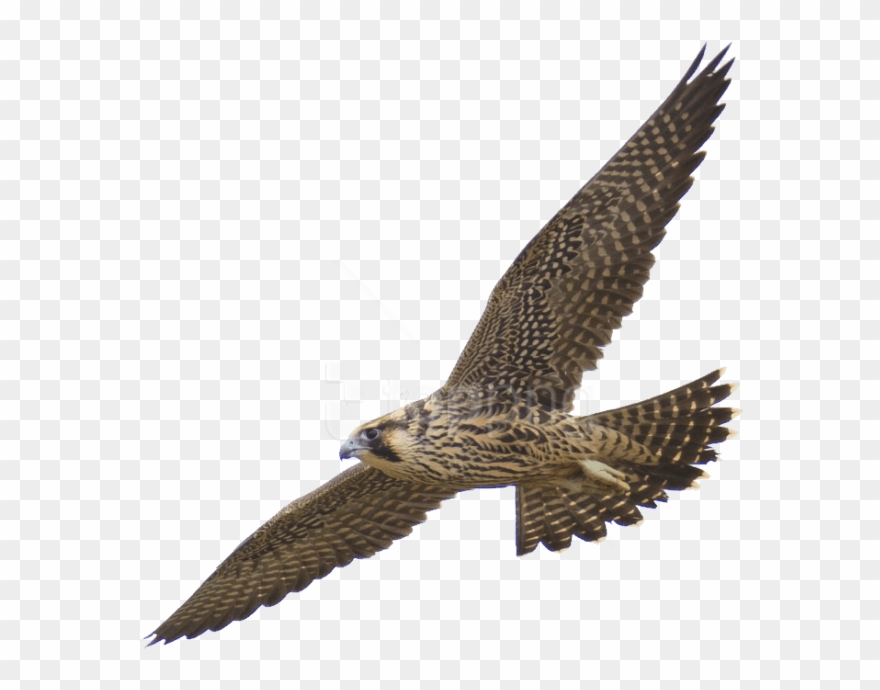 Free Png Download Falcon Png Images Background Png.