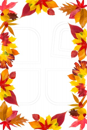 2803 Fall Leaves free clipart.