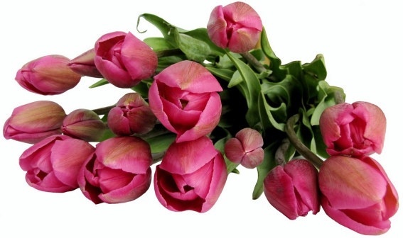 Flower bouquets pictures free stock photos download (10,966 Free.