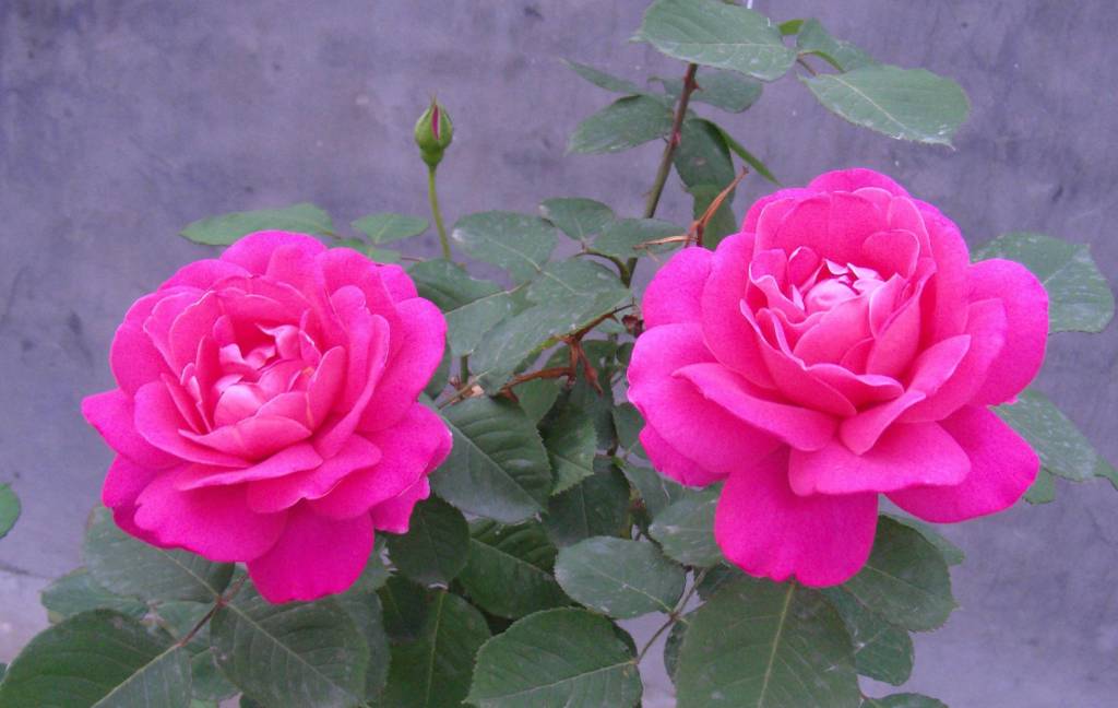 Download free most beautiful, best & lovely rose flower pictures.